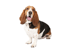 Tree Kitten Basset Pug Bounder PNG