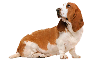 Hound Sleuth Blackguard Dolphin Basset PNG