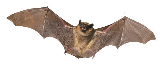 Clobber Flutter Bat Pet Witch PNG