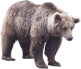 Assume Have Wolverine Accept Bear PNG