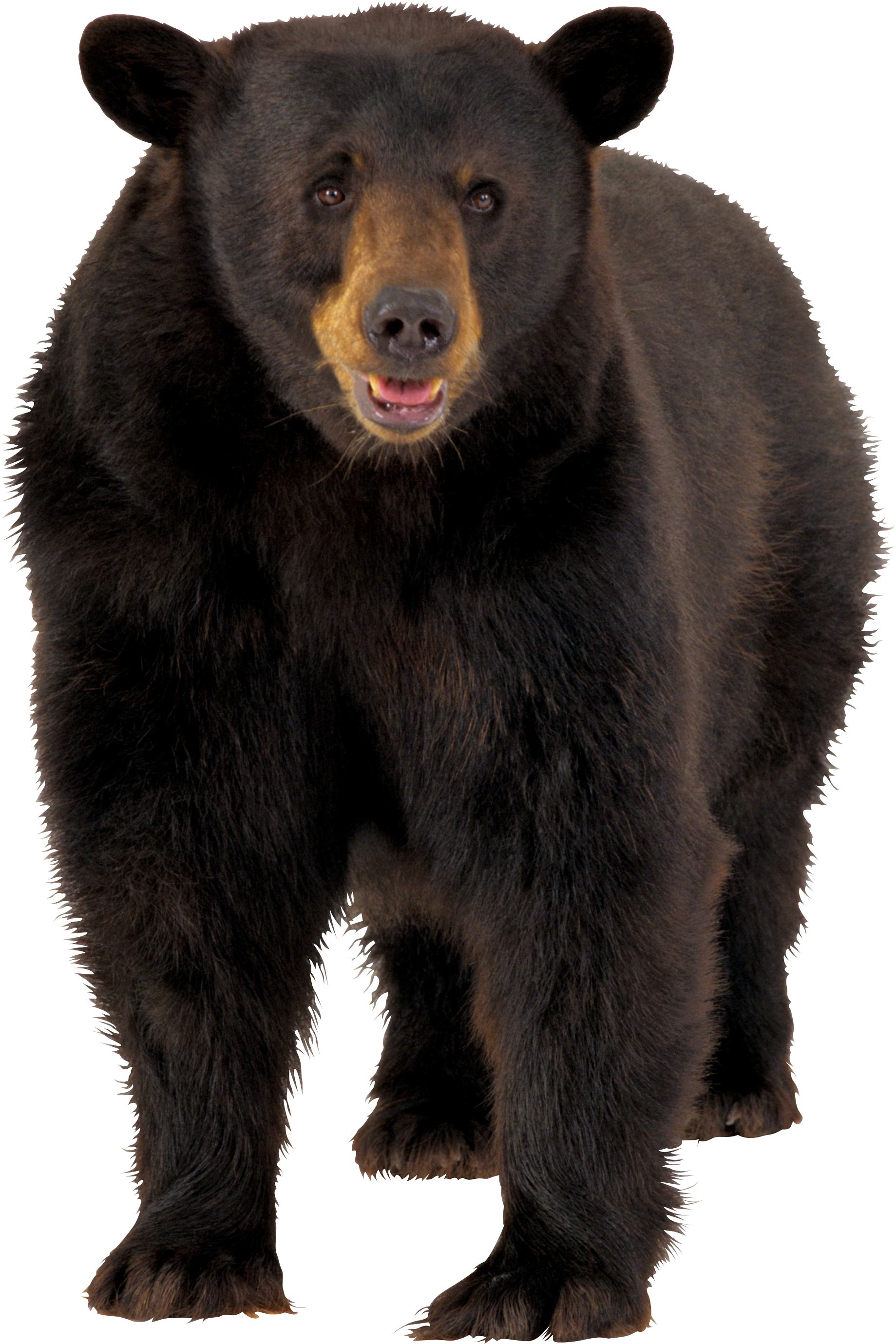 Bell Comport Bear Front Shoulder PNG