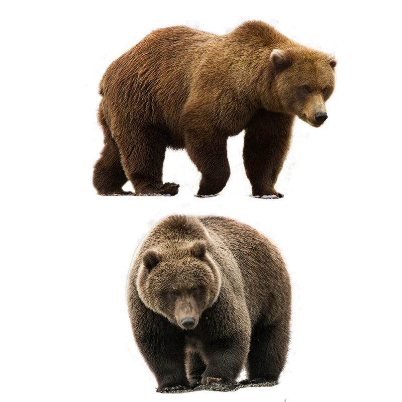 Real Hold Bear Exercise Brook PNG