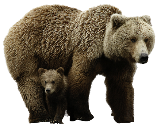 Real With Address Animals Bear PNG