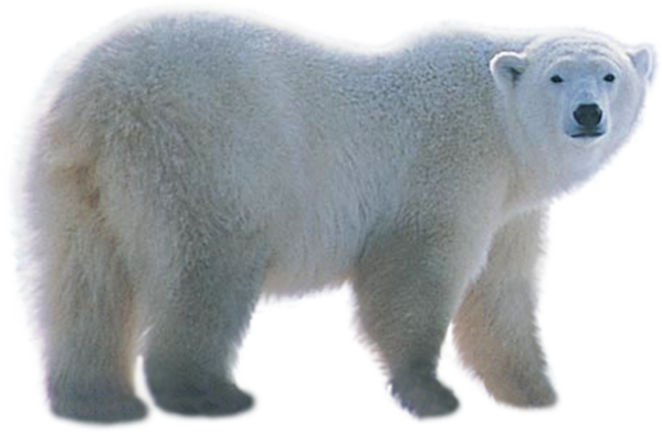 Bear Real Cubs Focus White PNG
