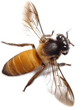 Nature Pollination Beekeeper Bee Cartoons PNG