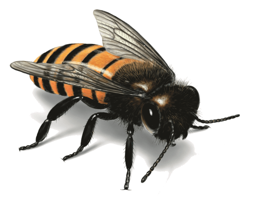 Worm Bumble Love Hops Bee PNG