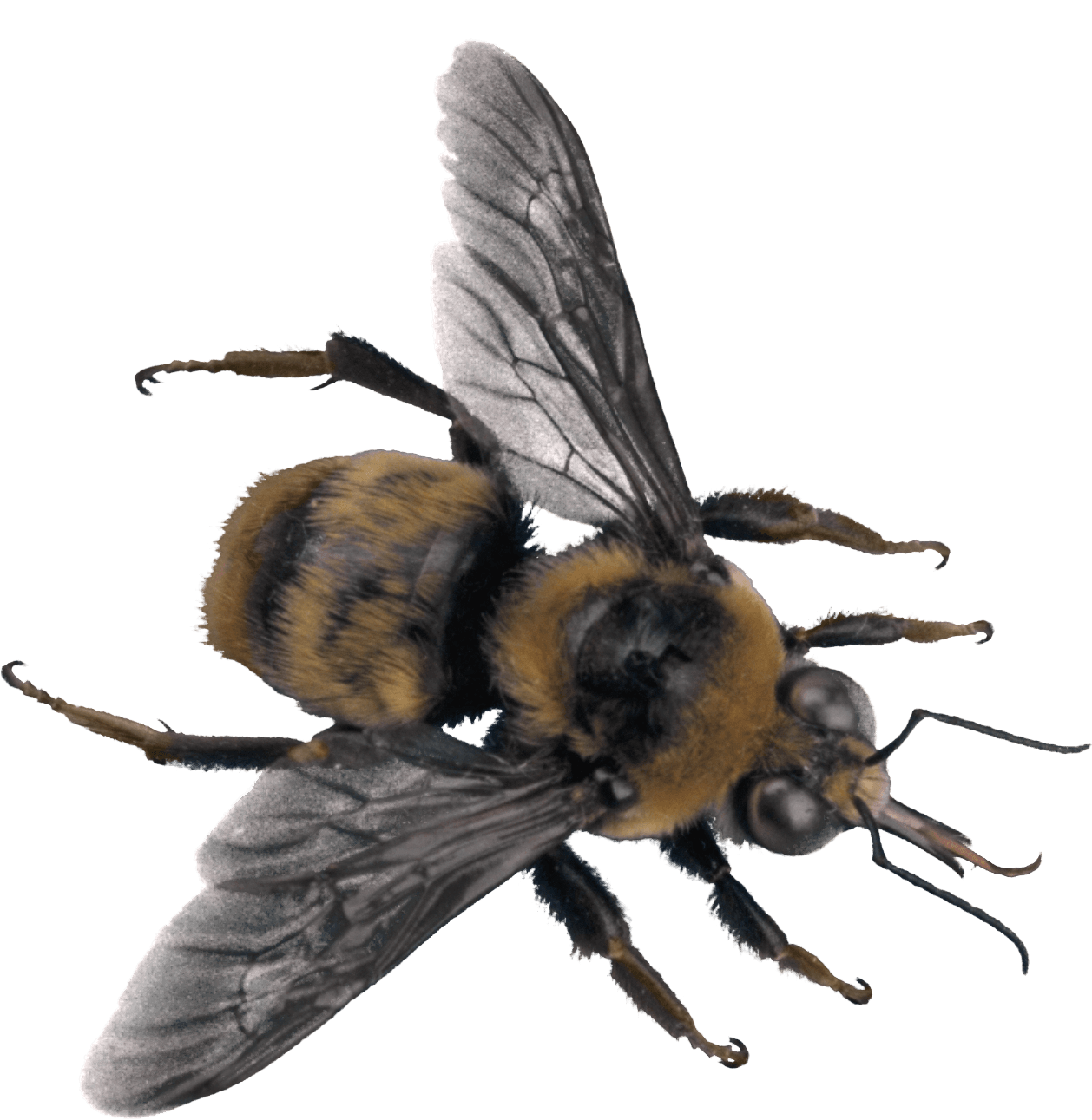 Apiarist Bee Red Like Creatures PNG