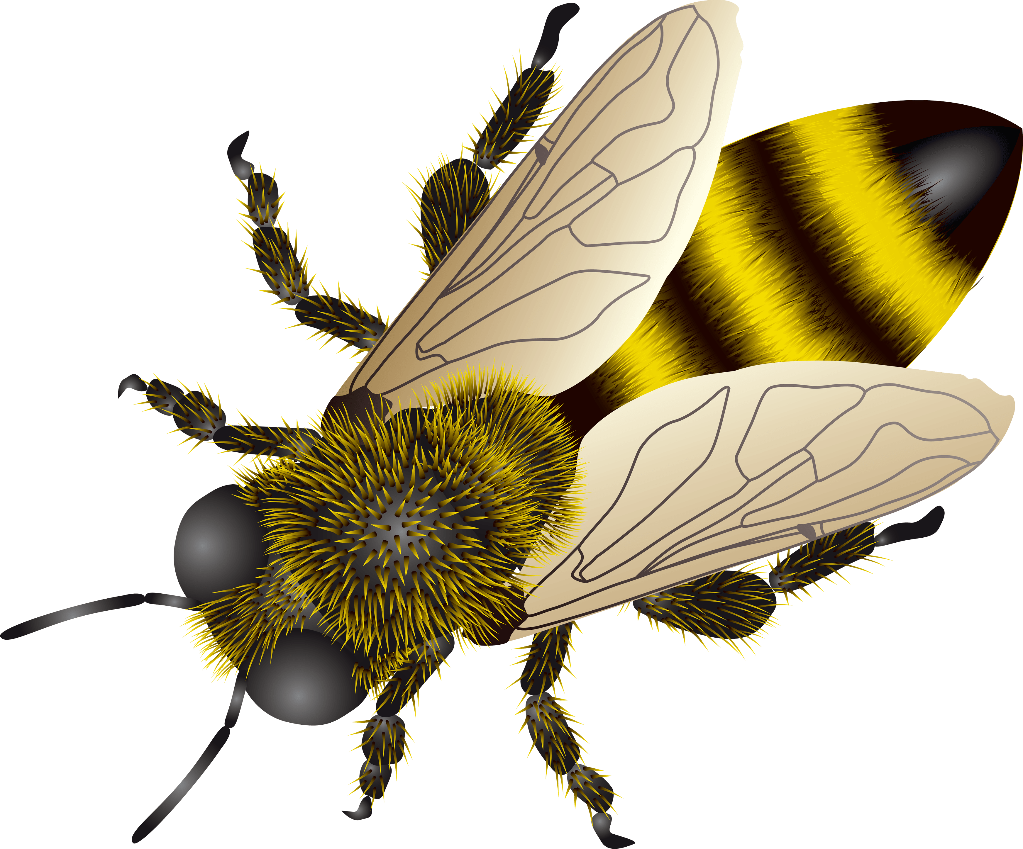Bee Garden Beautiful Ladybug Positive PNG