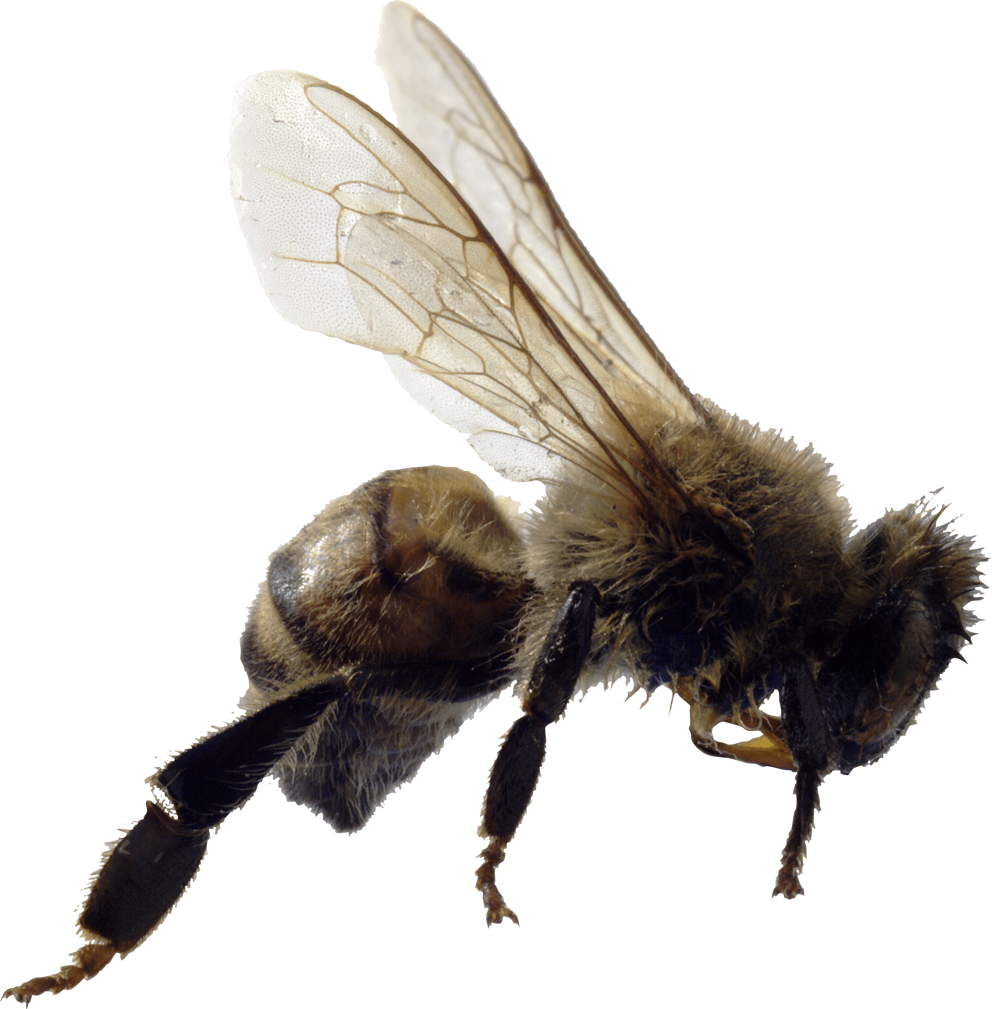 Backpacking Exploration Hops Beekeeping Bee PNG
