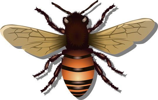 Insects Apiary Pest Vector Critter PNG