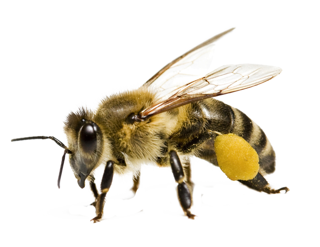 Beekeeping Bumble Drone Honey Entomology PNG