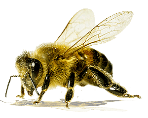 Apple Bee Spelldown Worm Creatures PNG