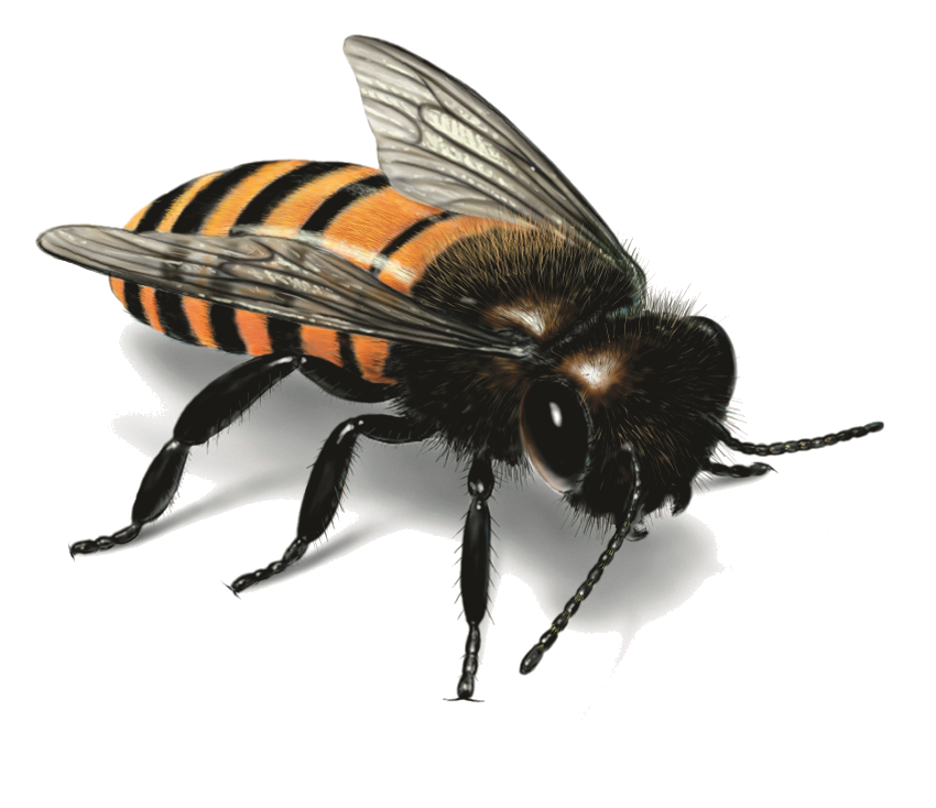 Bee Swallowtail Insects Blackbird Honey PNG