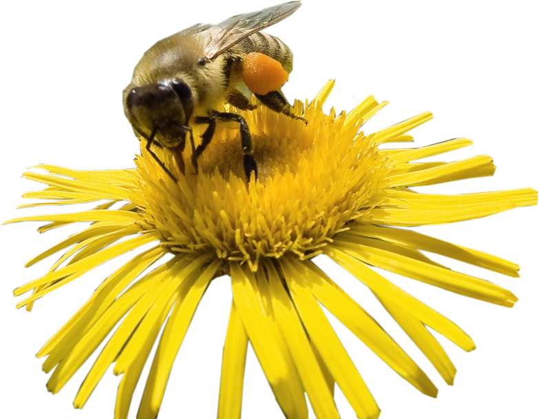Honey Yellow Insects Bee PNG