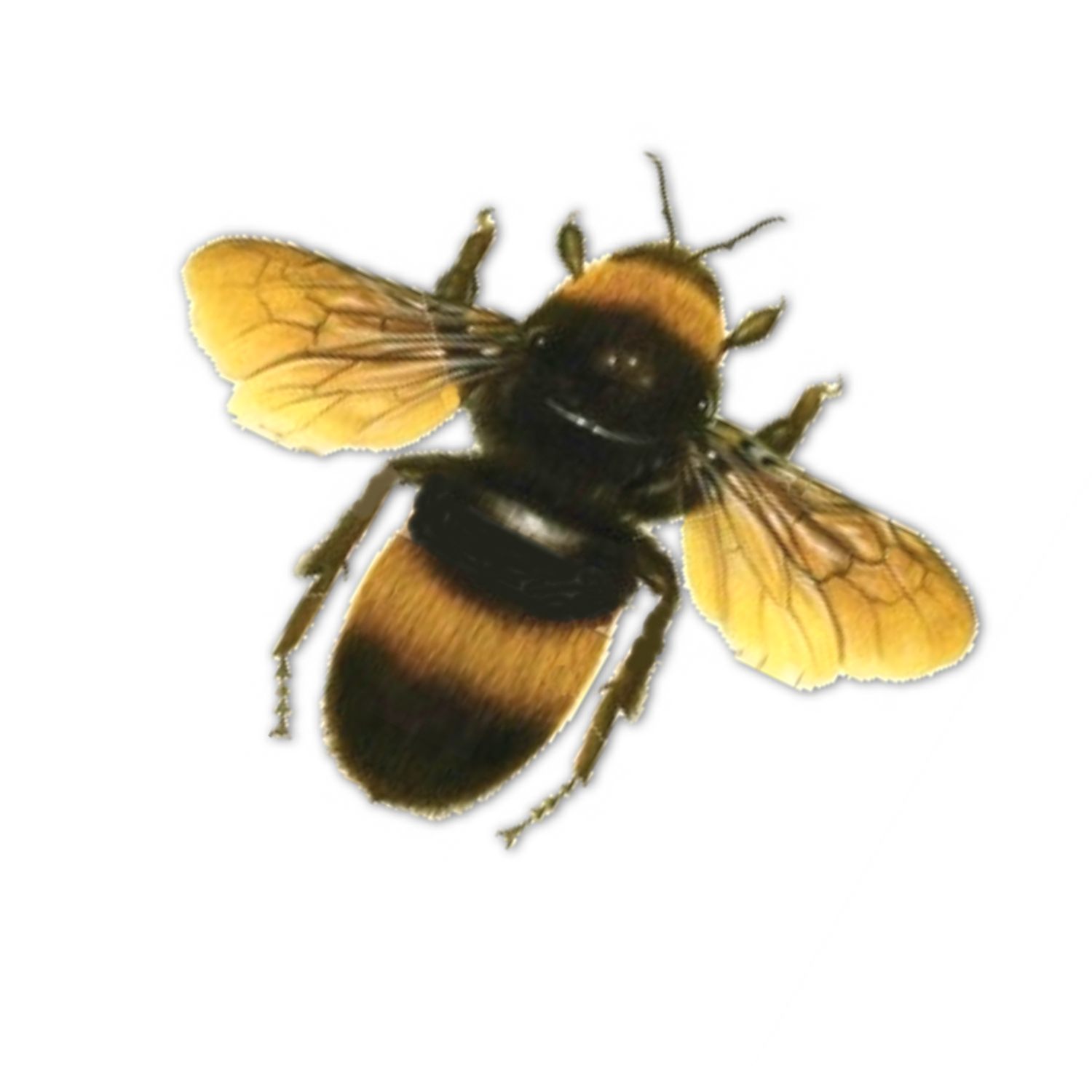 Honey Bee Insects Yellow PNG