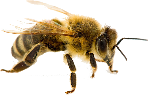 Yellow Honey Bee Insects PNG