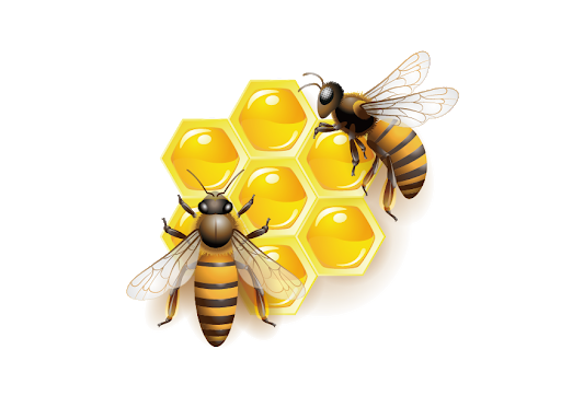 Insects Yellow Honey Bee PNG