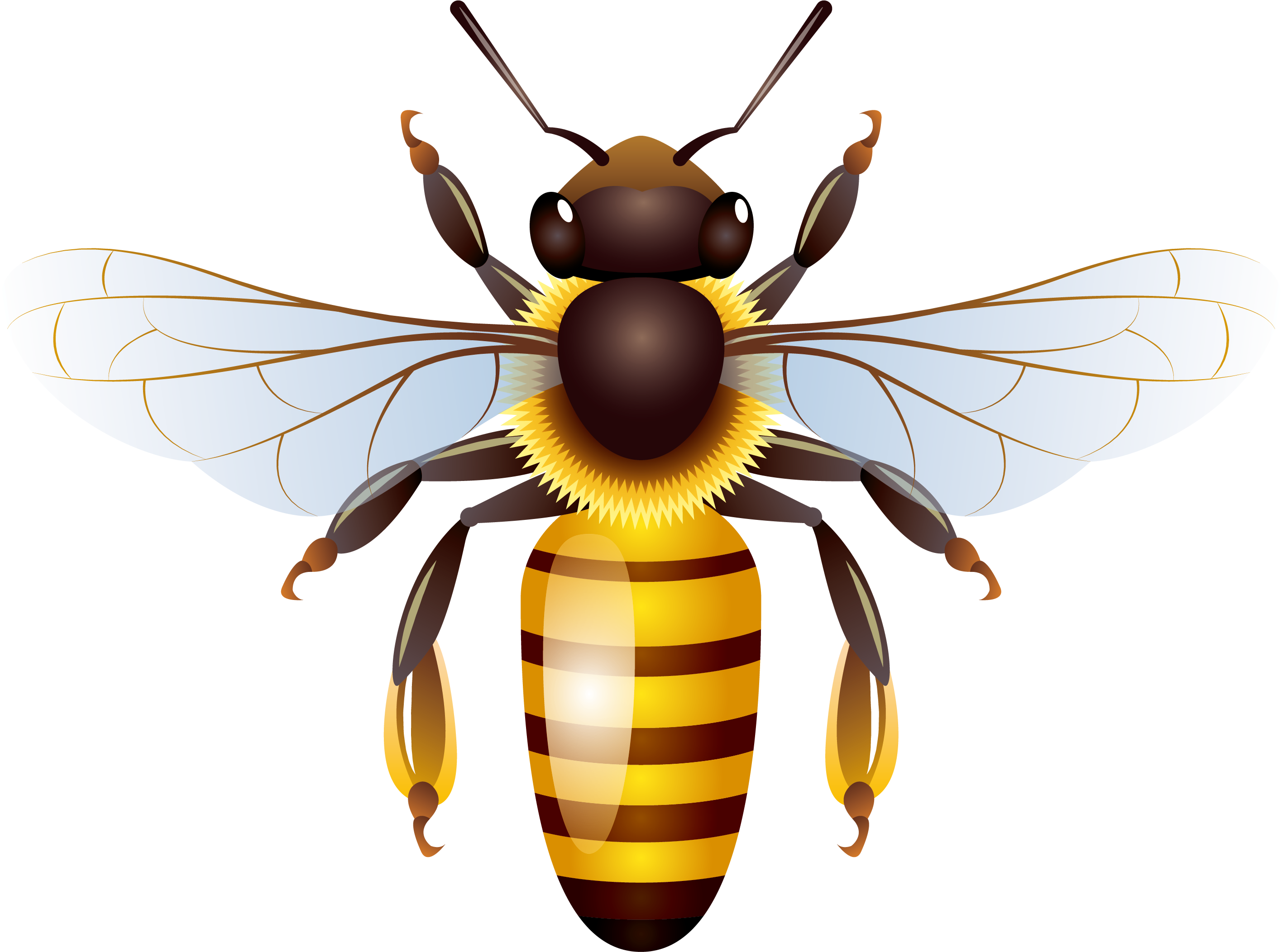 Bee Honey Yellow Vector Insects PNG