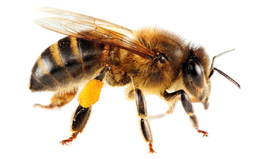 Honey Vector Insects Bee Yellow PNG