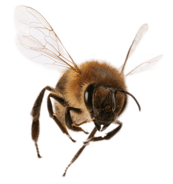 Travel Ladybug Awesomeness Bee Pollination PNG