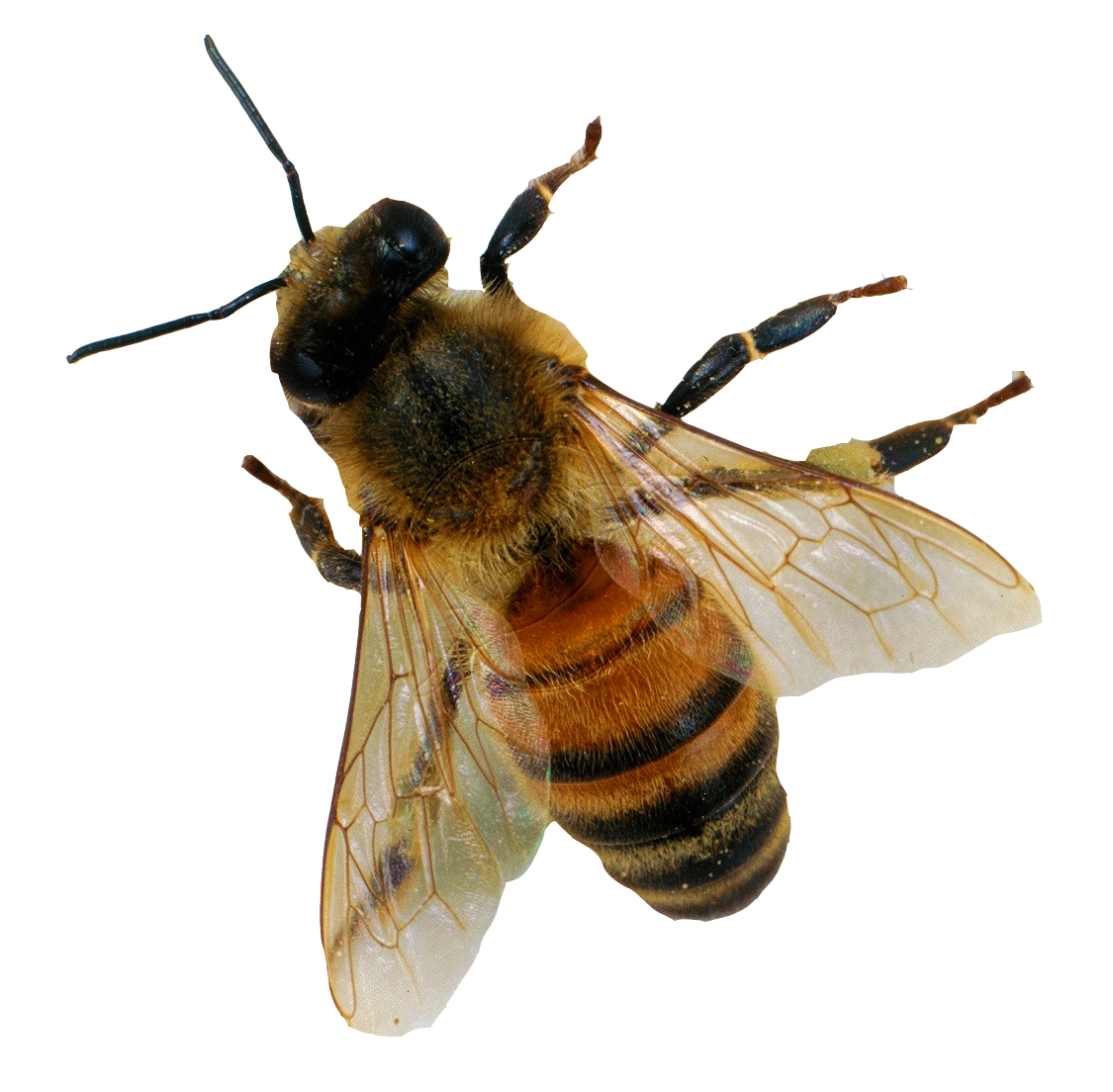 Woods Beautiful Bee Insect Backyard PNG