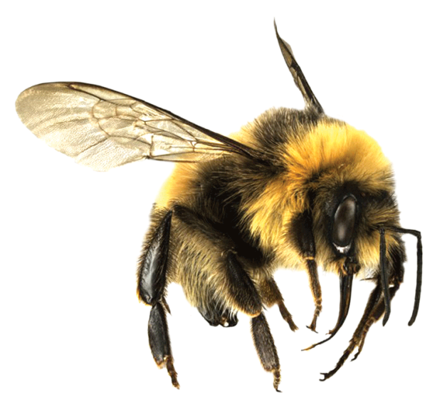 Nature Bee Pollination Insect Beekeeping PNG