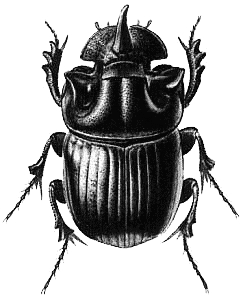 Bedbugs Beetle Exploration Fungus Epidemic PNG
