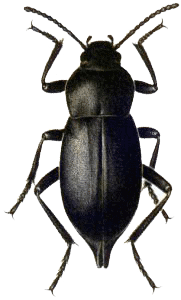Green Beetle Nature Spiders Insect PNG