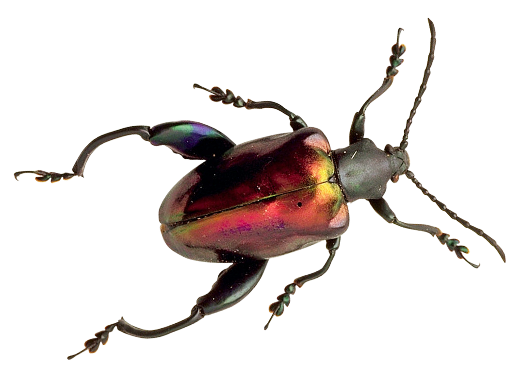 Beetle Bombardier Bug Pests Dung PNG