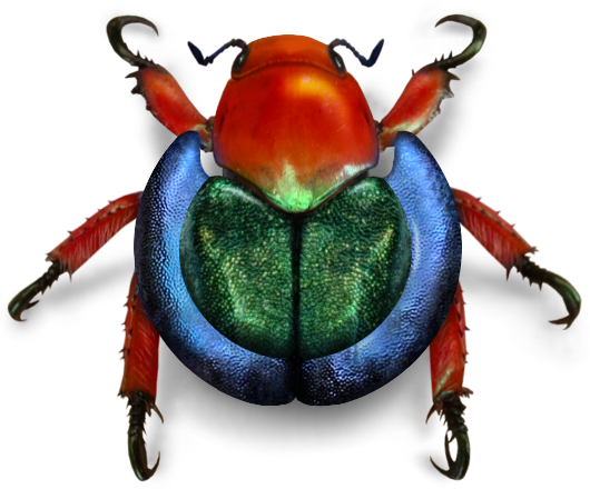 Fungus Bug Beetle Tree Insects PNG