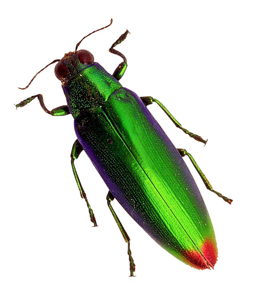 Beetle Sables Mountain Fly Insects PNG