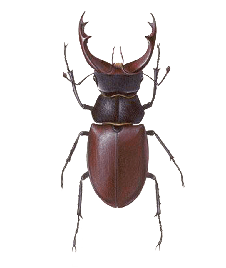 Locust Beetle Stag Woodpecker Hive PNG