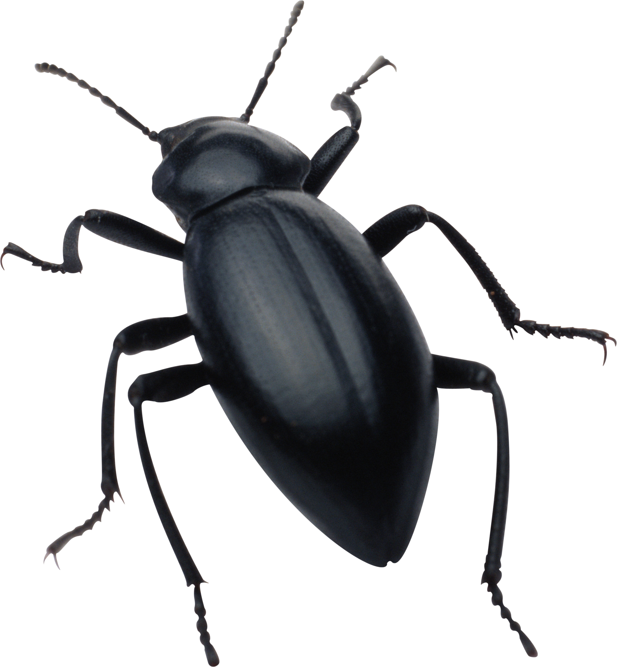 Ants Pests Insects Black Hive PNG