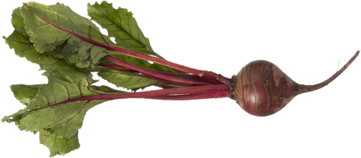 Beetroot Marjoram Vegetables Courgettes Radish PNG