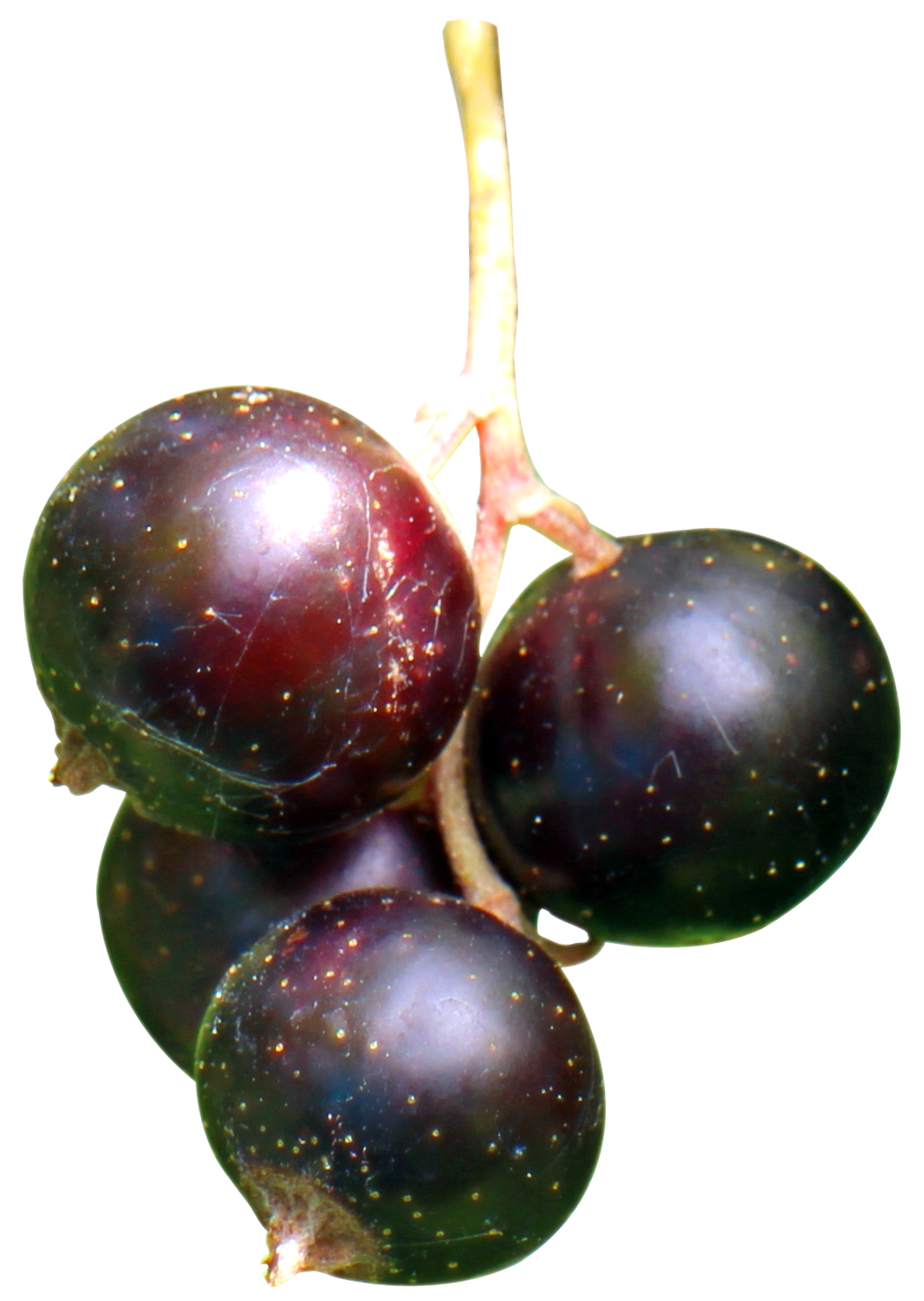 Rhubarb Black Currant Lettuces Fruits PNG