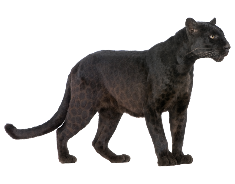Cheetah Panther Royalty-Free Gloss Cougar PNG