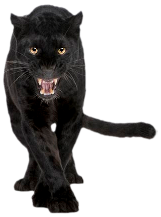 Fur Cougar Snout Blackamoor Panther PNG