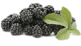 Fitness Fruit Fruity Blackberry Paradise PNG