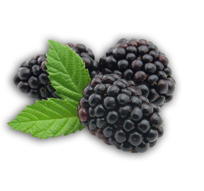 Huckleberry Fruit Blackberry Befit Blackcurrant PNG