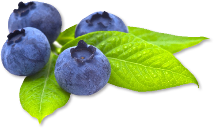 Smile Fruit Pecan Blueberry Berry PNG