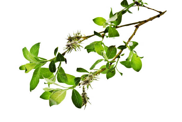 Department Relax Green Flowers Night PNG
