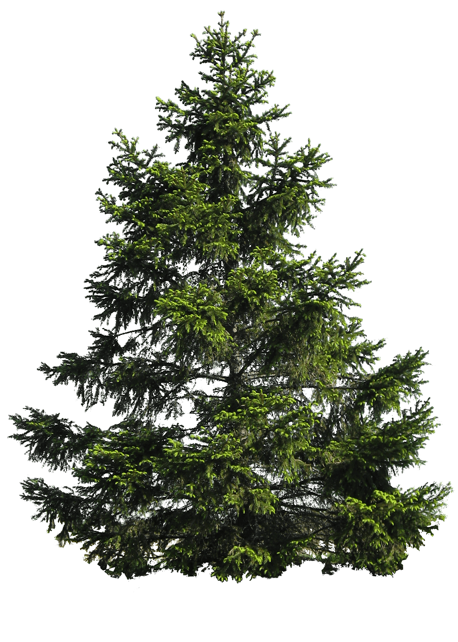 Tree Evergreen Noble Branch Family PNG