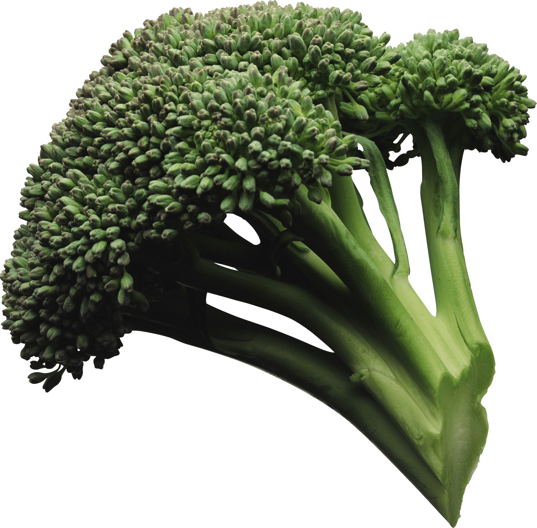 Cilantro Business Veggies Vegan Broccoli PNG