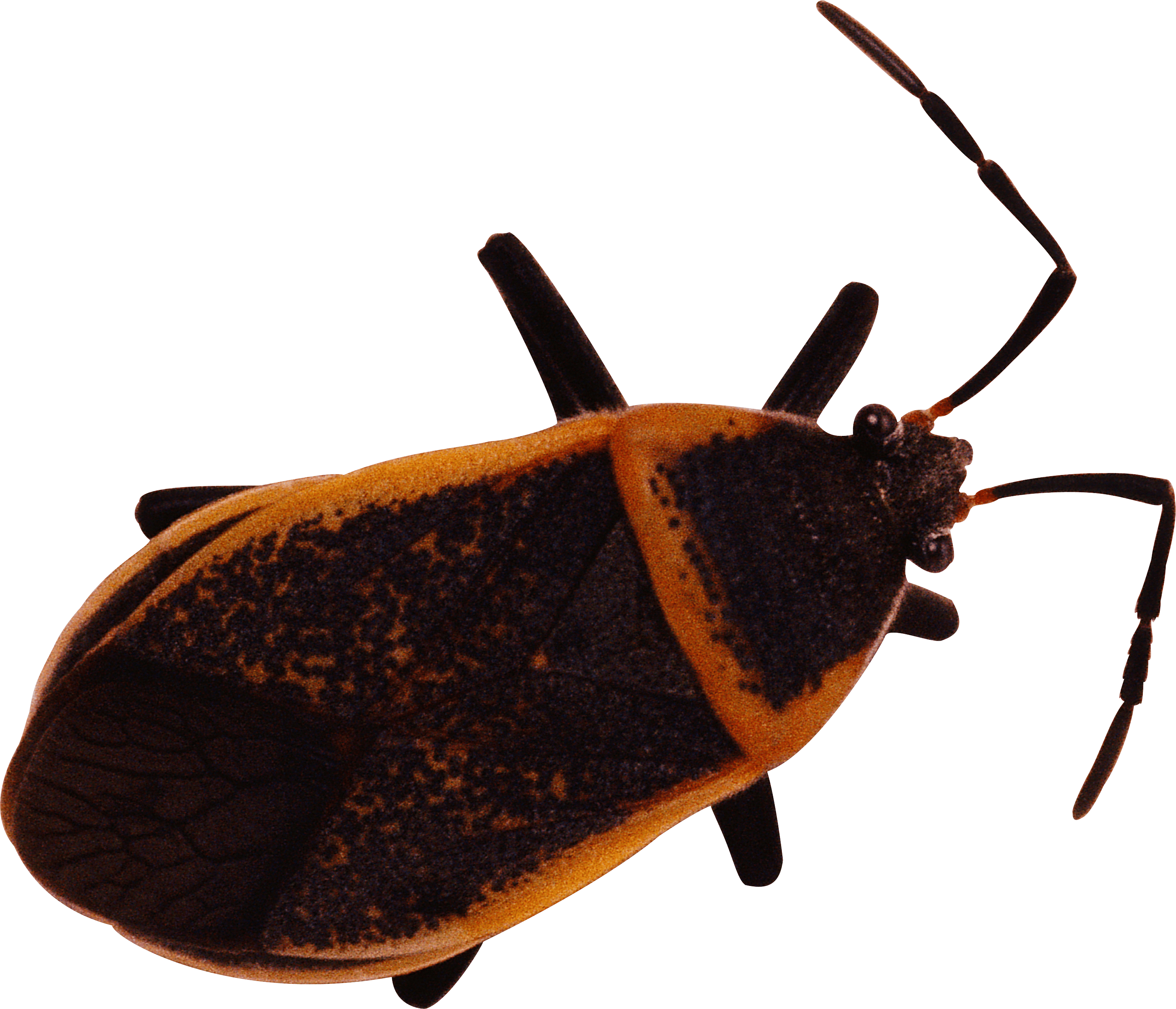 Beetle Insects Error Bug Pester PNG