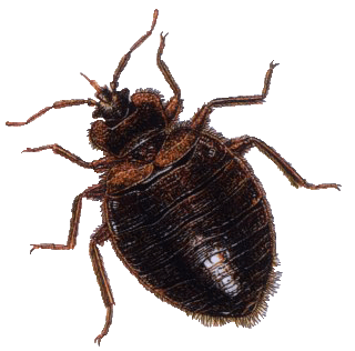 Worm Nature Error Bug Gnat PNG