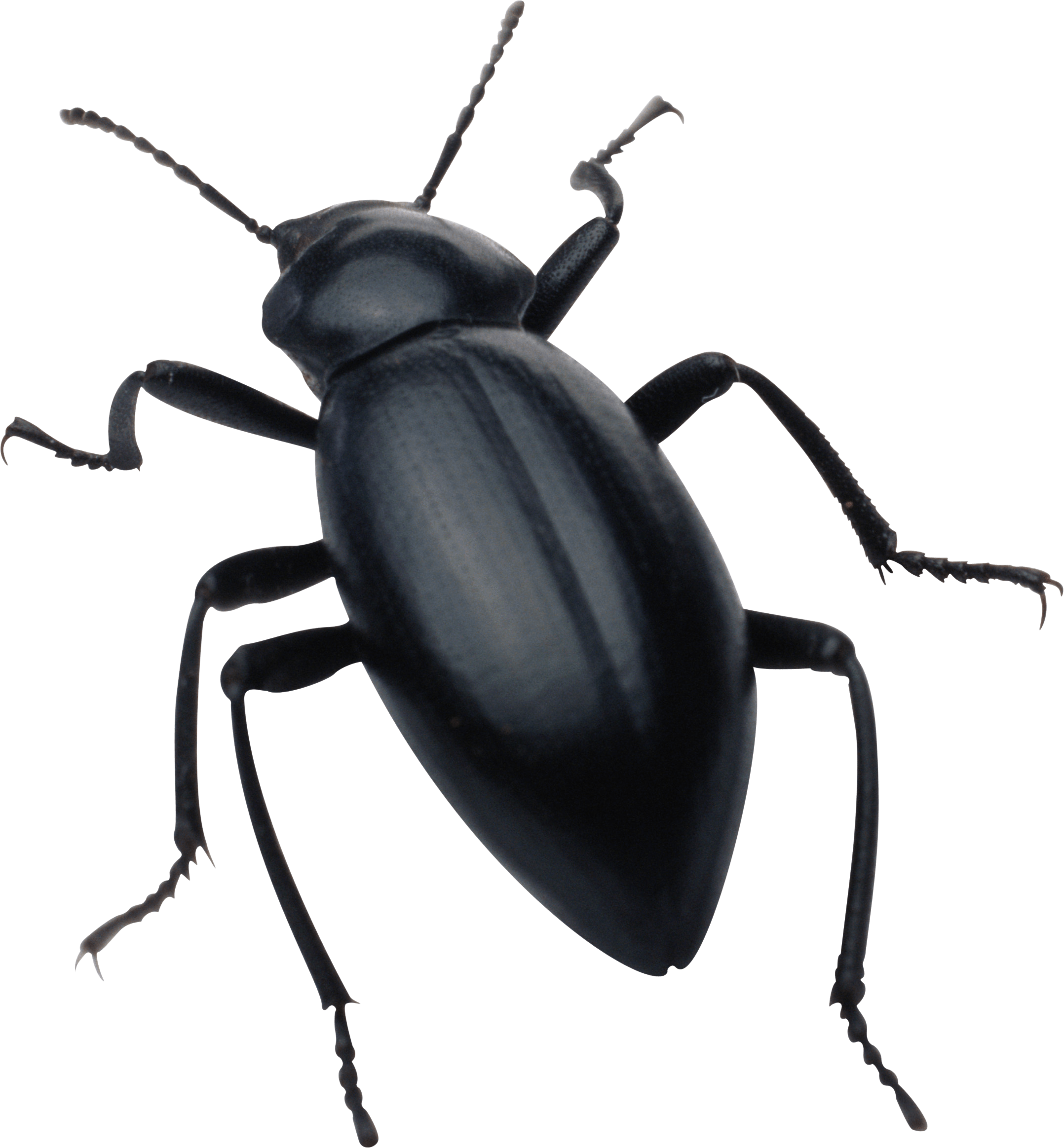 Like Microbe Insect Natural Error PNG