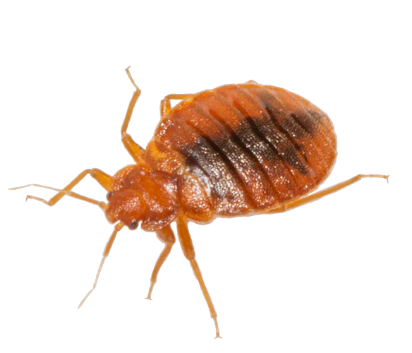 Virus Bed Bug Microorganism Beetle PNG