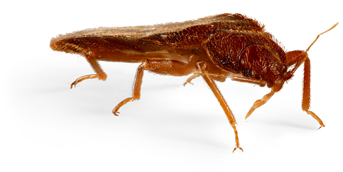 Bug Beleaguer Midge Bacterium Beetle PNG