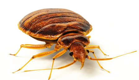 Problem Beetle Bug Germ Pest PNG