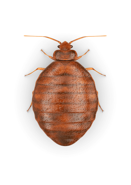 Midge Germ Badger Beetle Worm PNG